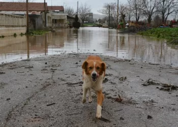 Νομικό Πλάισιο: Δημοσιεύτηκε η ΚΥΑ για τα καταφύγια ζώων συντροφιάς – Ποιες είναι οι προδιαγραφές