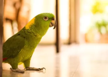 Συμβουλες: Κινδυνεύουν οι παπαγάλοι σας να πεθάνουν από το κρύο;