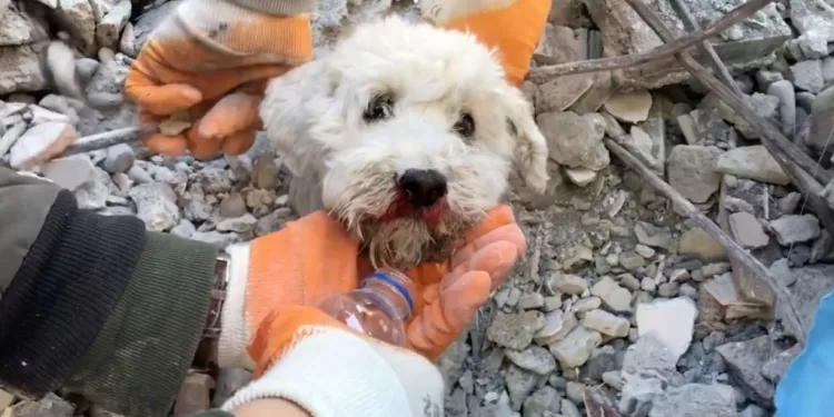 Σεισμός Τουρκία: Διάσωστης βρήκε και έσωσε σκυλάκι