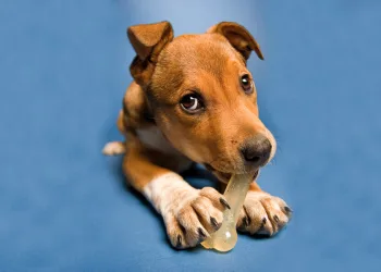 Νομικό Πλαίσιο: Χρειαζόμαστε άμεσα PetPass