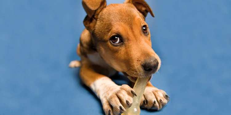 Νομικό Πλαίσιο: Χρειαζόμαστε άμεσα PetPass