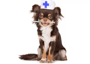 ΥΓΕΙΑ: Εμβόλιο κατά της Λεϊσμανίασης (Καλαζάρ)