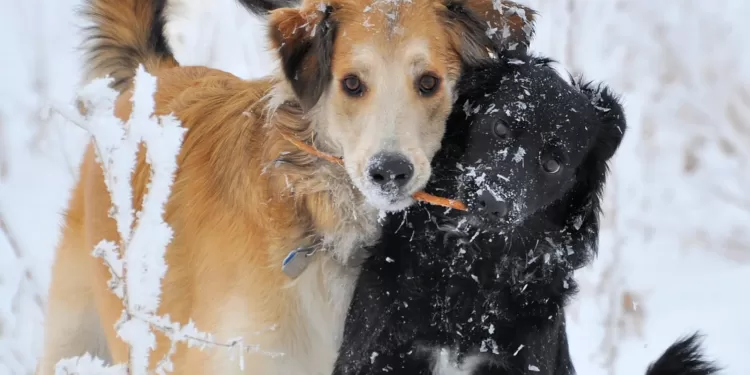 Κακοκαιρία «Μπάρμπαρα»: Ας βοηθήσουμε τα αδεσποτάκια τώρα αλλά και μετά την κακοκαιρία