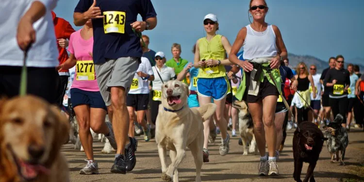 Διεθνή: Τέσσερα σκυλάκια πέθαναν όταν έφαγαν δηλητηριασμένα κεφτεδάκια κατά τη διάρκεια αγώνα cross-country