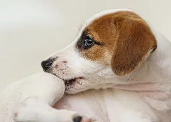 Υγεία: Δερματικές Αλλεργίες