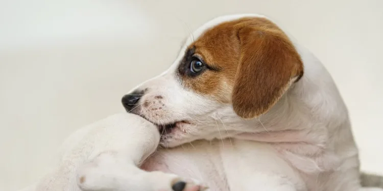 Υγεία: Δερματικές Αλλεργίες