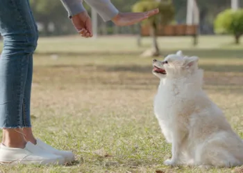 7 πιο δημοφιλείς τεχνικές για την εκπαίδευση σκύλων | Πλεονεκτήματα μειονεκτήματα