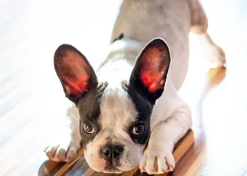 ZOOKY |Understanding dog behaviour