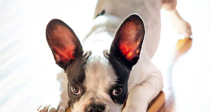 ZOOKY |Understanding dog behaviour
