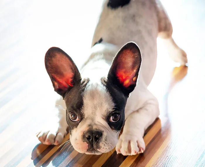 ZOOKY |Understanding dog behaviour