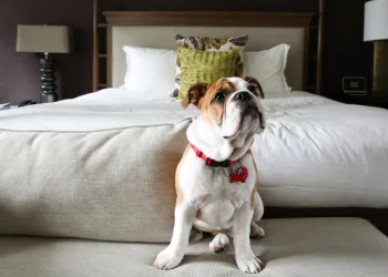 Ταξίδι: Pet Stay Private Certification | Pet Friendly Culture