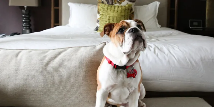 Ταξίδι: Pet Stay Private Certification | Pet Friendly Culture