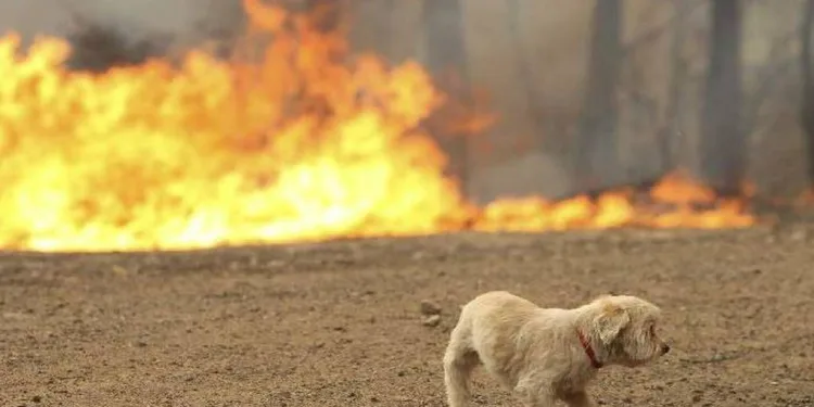 Πυρκαγιές : Προστατέψετε τα ζωάκια σας, διαβάστε τις sos κινήσεις που πρέπει να κάνετε.