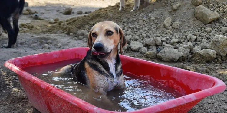 Πυρκαγιές:  Ηλεία, μεγάλη προσπάθεια των κατοίκων να σώσουν τα ζώα τους