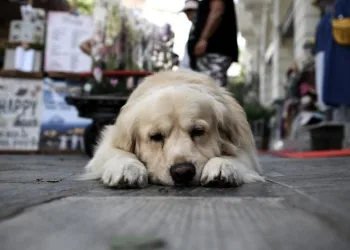 Μέτρα προστασίας από τη θερμική καταπόνηση στα ζώα