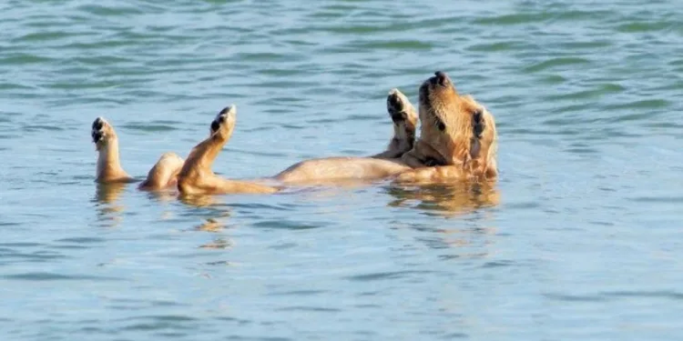 Νομικό Πλαίσιο: Eπιτρέπεται να κολυμπούν στη θάλασσα οι σκύλοι;