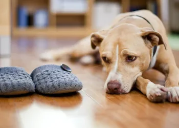 10 ευαίσθητες ράτσες σκύλων με άγχος αποχωρισμού.