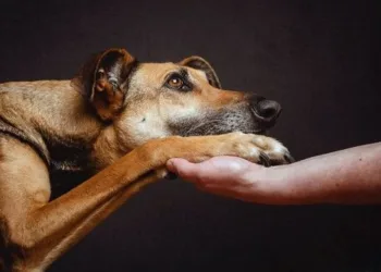 Πρόγραμμα προστασίας και διαχείρισης αστικής του Δήμου Ελευσίνας