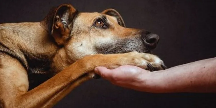 Πρόγραμμα προστασίας και διαχείρισης αστικής του Δήμου Ελευσίνας