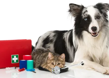 Υγεία: Πρώτες βοήθειες για κατοικίδια ζώα | Κουτί πρώτων βοηθειών