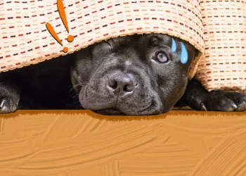 Ο σκύλος μου φοβάται τα πάντα.