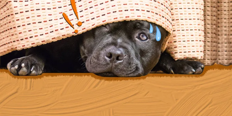 Ο σκύλος μου φοβάται τα πάντα.