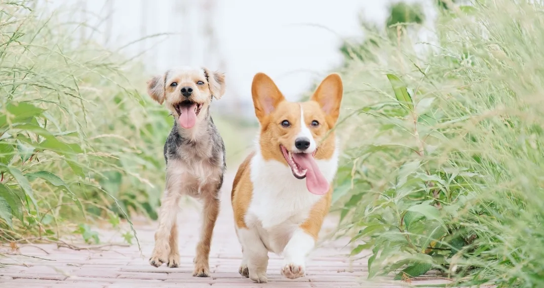 WOOF Festival 2023: Διήμερο Φεστιβάλ Φιλοζωίας στο Πεδίο του Άρεως