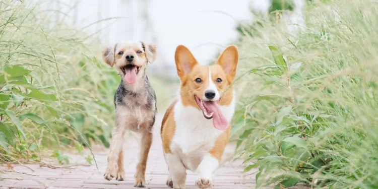 WOOF Festival 2023: Διήμερο Φεστιβάλ Φιλοζωίας στο Πεδίο του Άρεως