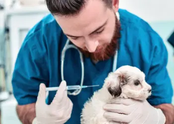 Ηλεκτρονικό βιβλιάριο υγείας ζώου