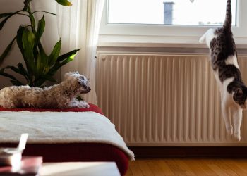 Zooky | Κατοικίδια σε Πολυκατοικία: Οδηγός και Νομοθεσία