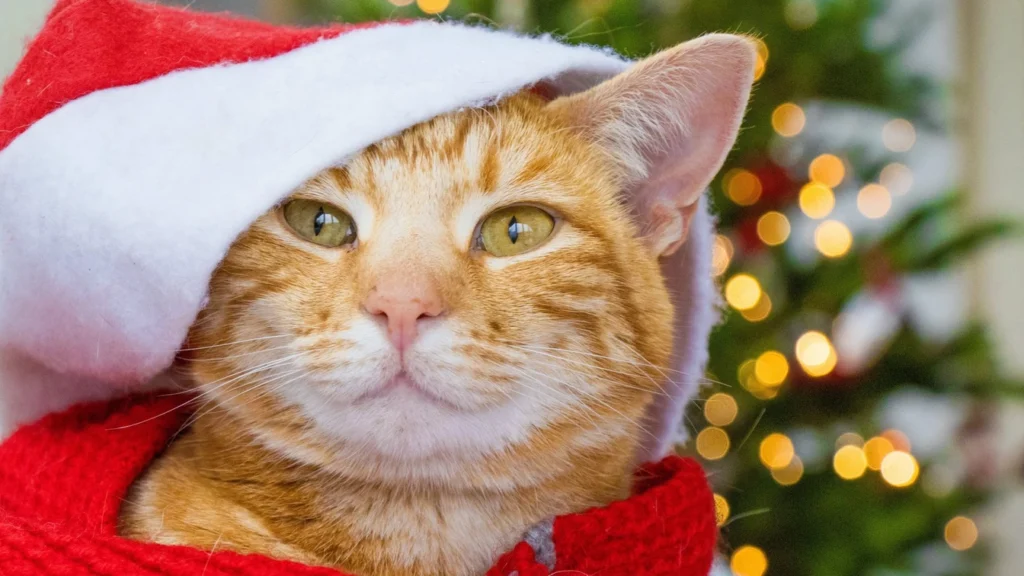 ZOOKY | Ιδέες για τέλειες φωτογραφίες του κατοικίδιού σας !