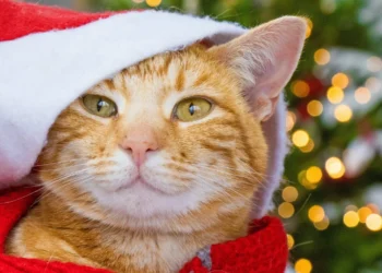 ZOOKY | Ιδέες για τέλειες φωτογραφίες του κατοικίδιού σας !