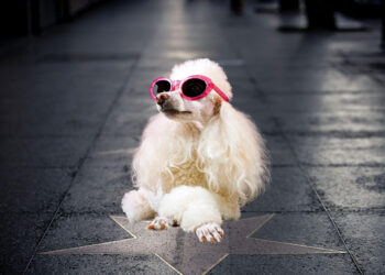 Pet influencers: Όταν τα κατοικίδια γίνονται πιο διάσημα κι από τους celebrities