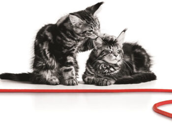 Τι να κάνεις αν βρεις ένα αδέσποτο κουτάβι ή γατάκι το καλοκαίρι