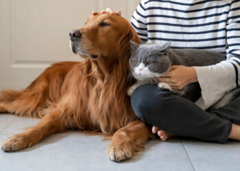 Στέλνουμε… μούρη: Το Νέο Εθνικό Μητρώο Ζώων & οι 300.000+ στειρώσεις