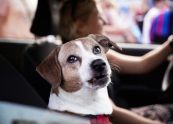 Λήγει η προθεσμία για αποστολή DNA κατοικιδίων: τι να κάνεις τώρα για να μην “τρέχεις” την τελευταία στιγμή