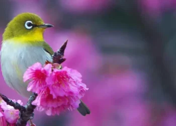 Τα πουλιά σου δεν τραγουδούν πάντα από χαρά