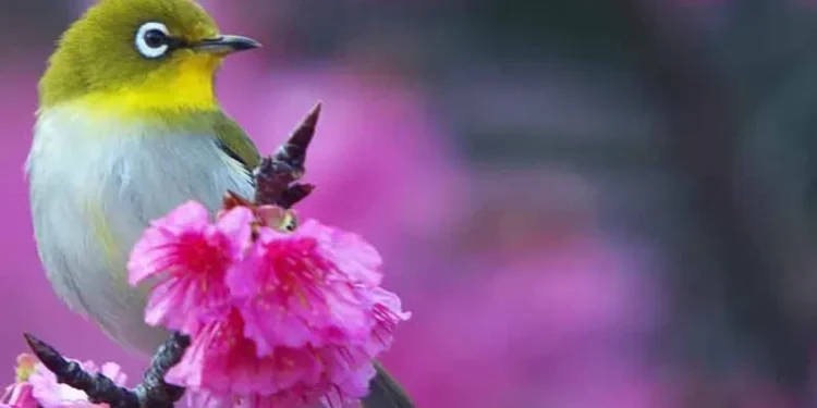 Τα πουλιά σου δεν τραγουδούν πάντα από χαρά
