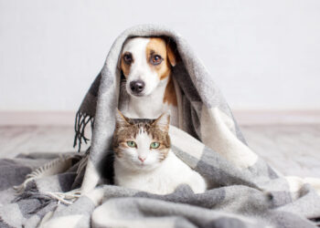 Κατοικίδια και κρύο: πότε ο χειμώνας γίνεται επικίνδυνος για σκύλους και γάτες