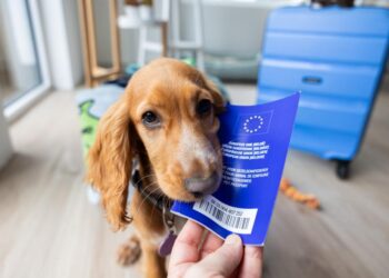 Αυτά τα σημάδια δείχνουν ότι ο σκύλος σου πονάει – και συχνά τα αγνοούμε