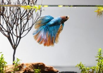 Τα ψάρια δεν πεθαίνουν ξαφνικά – απλώς δεν τα καταλαβαίνουμε