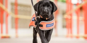 Σκύλος υποστήριξης που περπατά με ειδικό γιλέκο, σύμβολο βοήθειας και παρουσίας