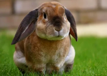 Το κουνέλι σου δεν είναι ήσυχο — απλώς δεν έχει μάθει να φωνάζει
