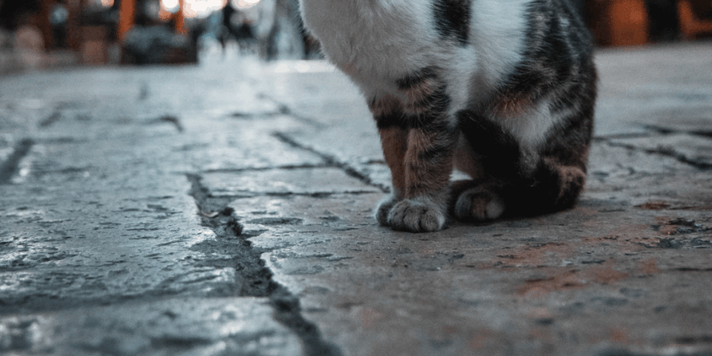 Αδέσποτη γάτα σε δρόμο της Λάρισας μετά από περιστατικό δηλητηρίασης