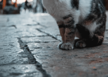 Αδέσποτη γάτα σε δρόμο της Λάρισας μετά από περιστατικό δηλητηρίασης