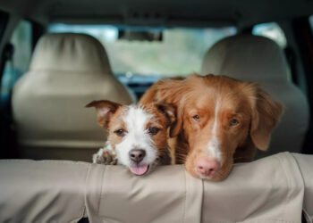 ταξίδι με κατοικίδιο