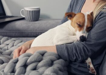 Στείρωση ή αποστολή DNA: τι αλλάζει με τον Ν. 5225/2025 και πότε ξεκινούν τα πρόστιμα.
